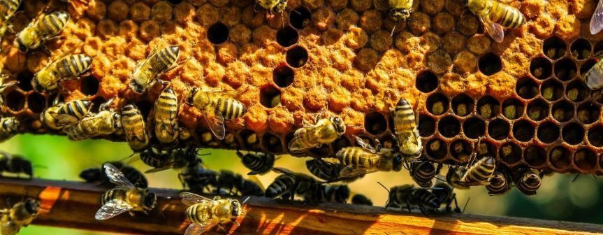 abejas fabricando própolis, pero ¿para qué sirve el propóleo?