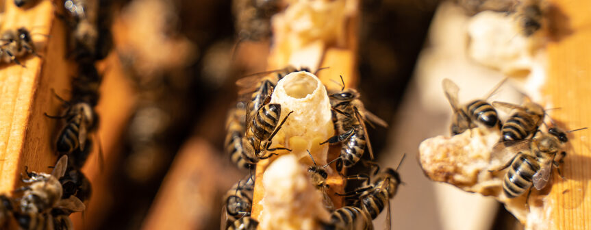 panal de abejas de cerca de un apicultor que sabe para qué es buena la jalea real